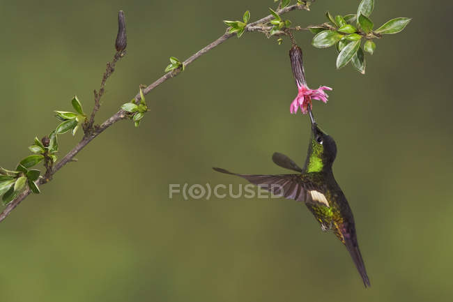 Звездный фронтлет с пушистыми крыльями летит и питается на цветущем растении в лесу . — стоковое фото