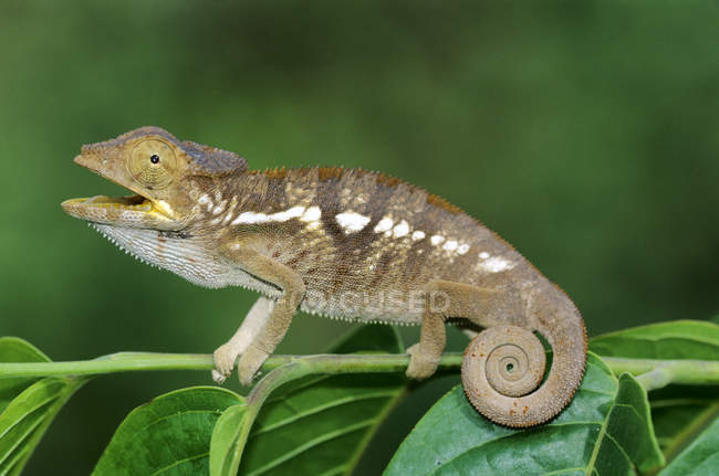 Panther chameleon sitting on tree branch in Madagascar forest. — Stock Photo