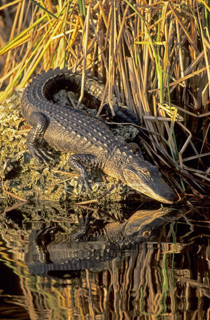 Basking American alligator by river water in Florida, USA. — Stock Photo