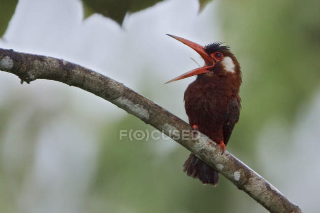 White-eared jacamar perched on branch and calling in Ecuador. — Stock Photo