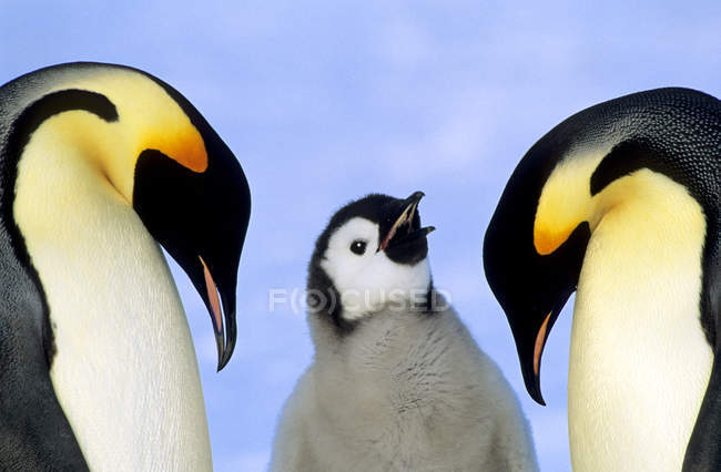 Emperador pingüinos con polluelo contra la nieve, primer plano . - foto de stock