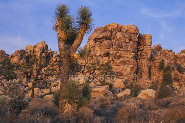 Джошуа Дерево растет в пустыне Джошуа Три Национальный парк, Калифорния, США — стоковое фото