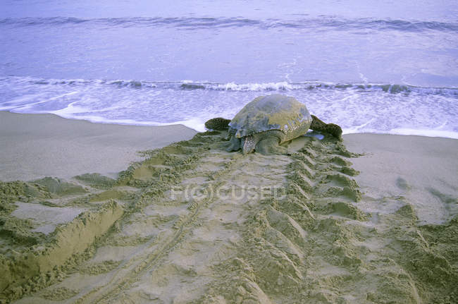 Жіночий шкірястих морських черепах повертаються до моря на піщаному пляжі у Тринідад. — стокове фото