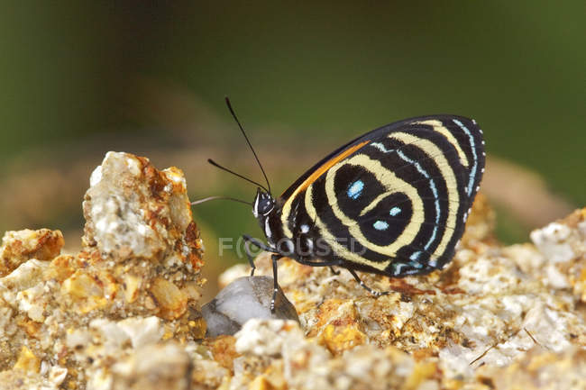 Бабочка сидит на песчаной земле, крупным планом — стоковое фото