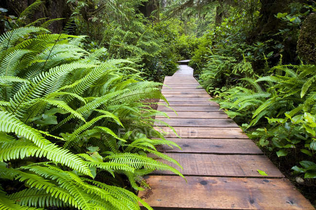 Sendero de selva tropical en el Parque Nacional Pacific Rim, Isla Vancouver, Columbia Británica, Canadá . - foto de stock