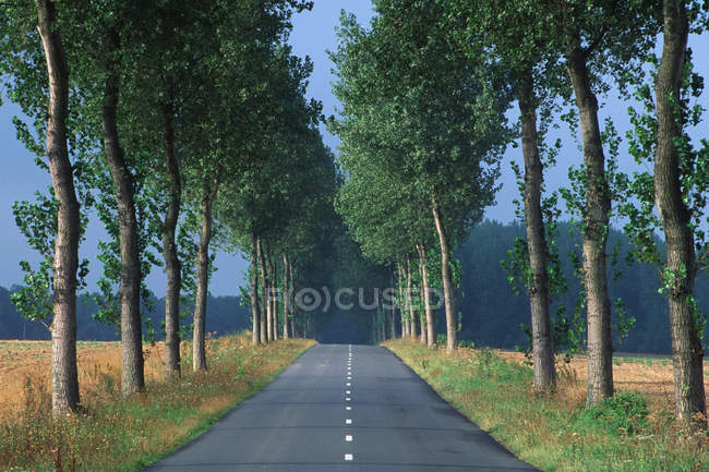 Estrada ladeada por árvores no interior da França — Fotografia de Stock