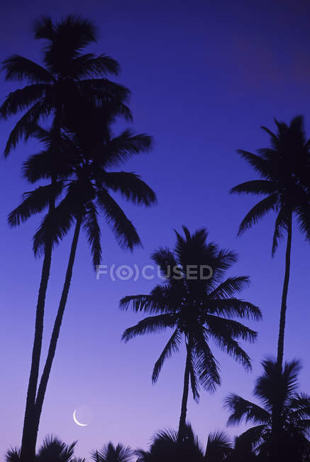 Siluetas de palmas negras en la noche con cielo púrpura y luna - foto de stock