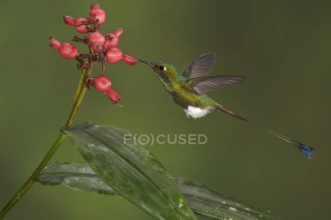Close-up of rufous-booted racket-tail hummingbird feeding at flowers while flying in tropical forest. — Stock Photo