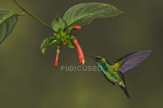 Beija-flor ocidental voando e alimentando-se de flores tropicais da floresta tropical . — Fotografia de Stock