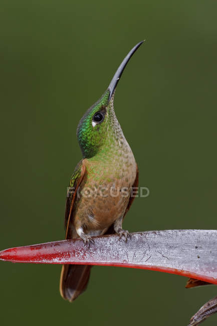 Primer plano del colibrí brillante de pecho cervatillo encaramado en una planta exótica en la selva tropical . - foto de stock