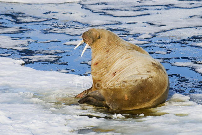 Bull Atlantic walrus loafing on pack ice, Svalbard Archipelago, Arctic Norway — Stock Photo