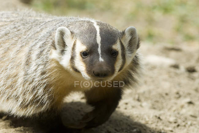 Badger walking on sandy ground, close-up — Stock Photo