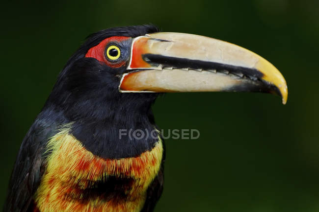 Aracari de mandíbula pálida empoleirado na floresta do Equador . — Fotografia de Stock