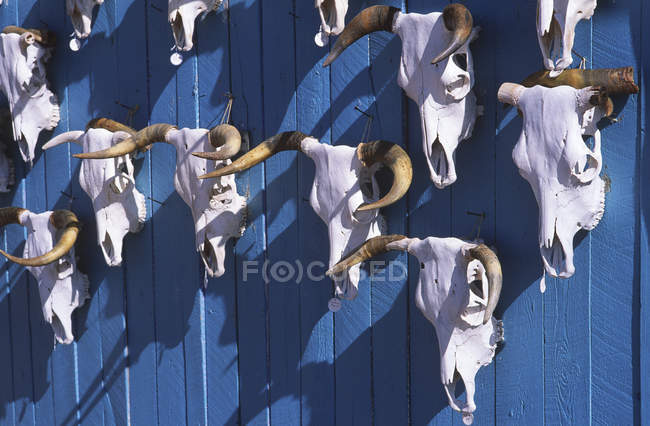 Tuscon Pueblo cráneos de vaca en la pared del rancho, Arizona, EE.UU. - foto de stock