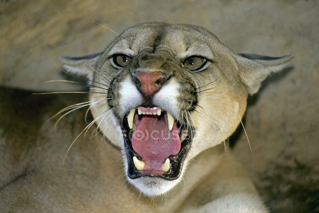 Cougar in aggressive threat, close-up portrait. — Stock Photo