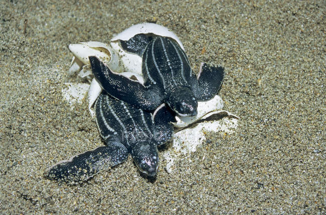 Тільки що вилупилися шкірястих морських черепах на піщаному узбережжі Тринідад. — стокове фото