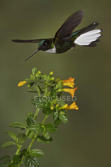 Collared inca hummingbird feeding at flowers while hovering, close-up. — Stock Photo