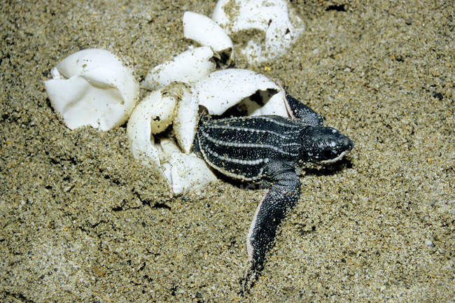 Schlüpfen der Lederschildkröte an der Sandküste von Trinidad, Westindien — Stockfoto