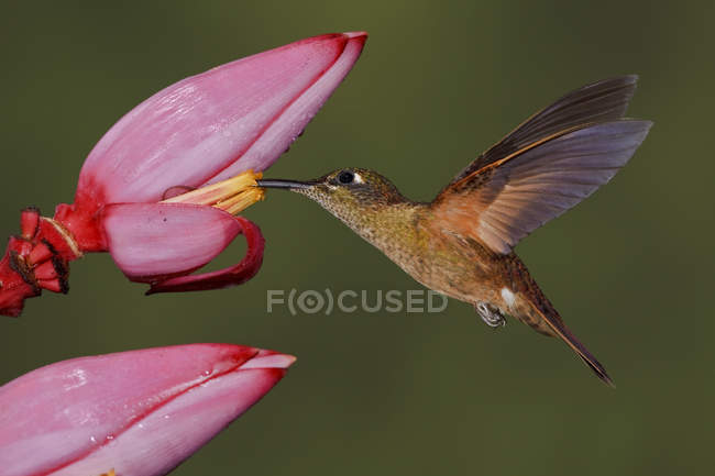 Fawn-breasted brillante colibrí alimentación en exótica planta durante el vuelo
. - foto de stock