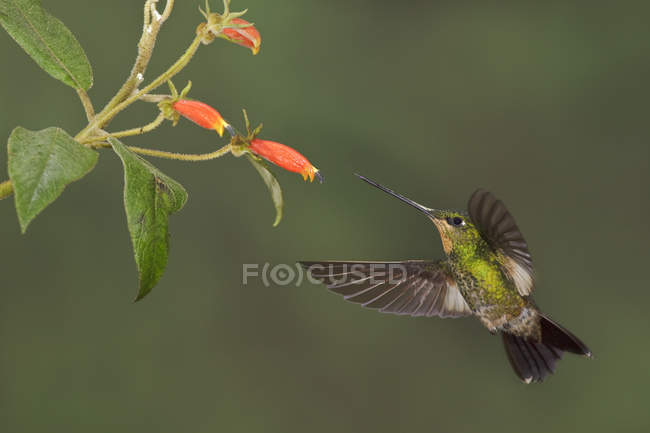 Buff-winged starfrontlet volando y alimentándose en la planta con flores en el bosque . - foto de stock