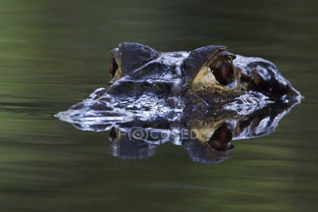 Black caiman prowling in jungle stream in Amazonian Ecuador. — Stock Photo