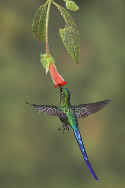 Silfide dalla coda viola che si nutre di un fiore mentre vola nella foresta pluviale . — Foto stock