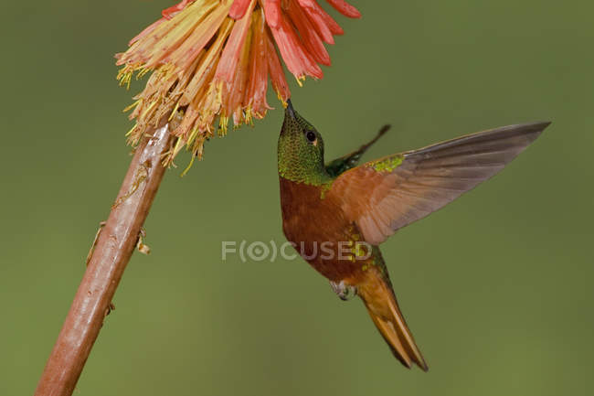 Colibrí coroneta de pecho castaño alimentándose de flores tropicales mientras volaba . - foto de stock