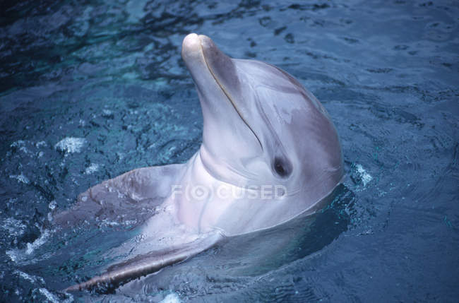 Обыкновенный дельфин делает трюк в воде — стоковое фото