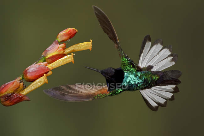 Corona di velluto-viola alimentazione colibrì a fiore durante il volo, primo piano . — Foto stock