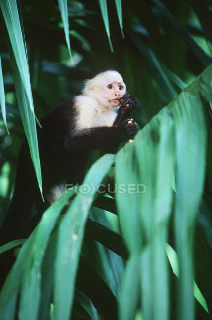 Kapuziner mit weißem Gesicht sitzt im grünen Laub des Waldes in Costa Rica — Stockfoto