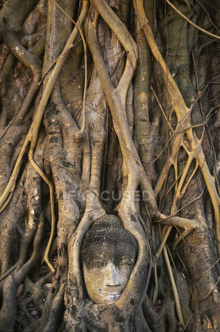 Testa di Buddha intrecciata nelle radici dell'albero di Banyan a Wat Mahathat, Ayuthaya, Thailandia, Asia — Foto stock