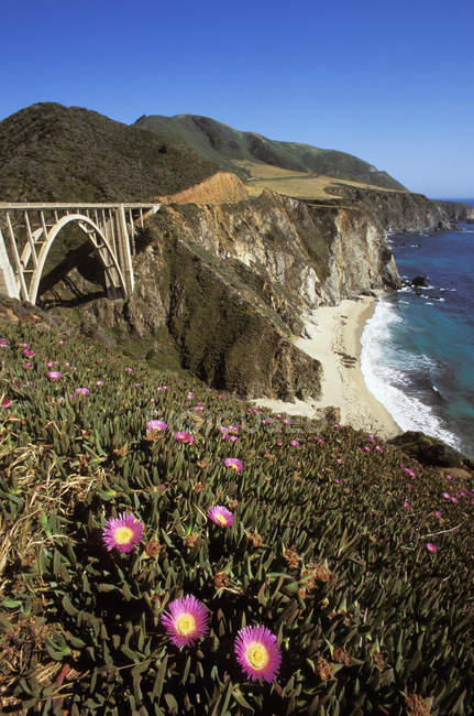 Скалистое побережье с цветами морского инжира и мостом Биксби Крик в Биг-Сур, Калифорния, США . — стоковое фото