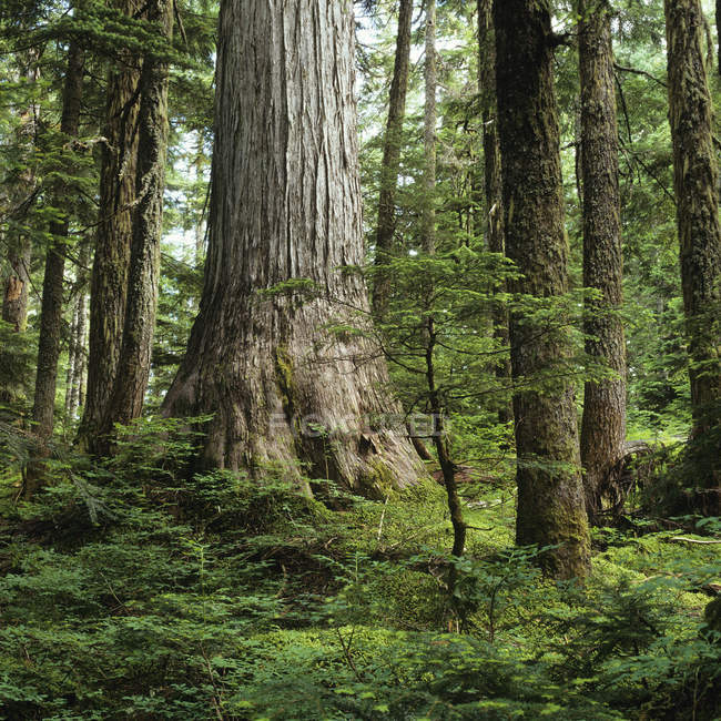 Árbol de cedro amarillo en Caren Range, Península de Sechelt, Columbia Británica, Canadá . - foto de stock