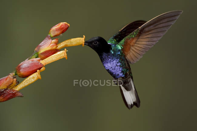 Veludo-roxo coronet beija-flor alimentando-se de flor enquanto voa, close-up . — Fotografia de Stock