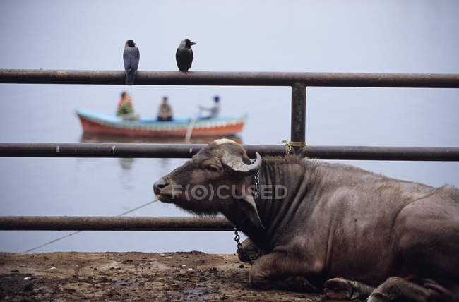 Bull resting by edge of Ganges with two birds on fence and boat in background, Manikarnika Ghat, Varanasi, India — Stock Photo