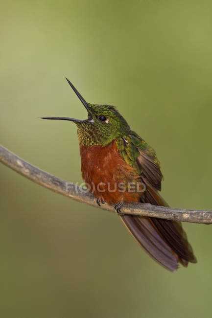Chestnut-breasted coronet hummingbird perched on branch and calling, close-up. — Stock Photo