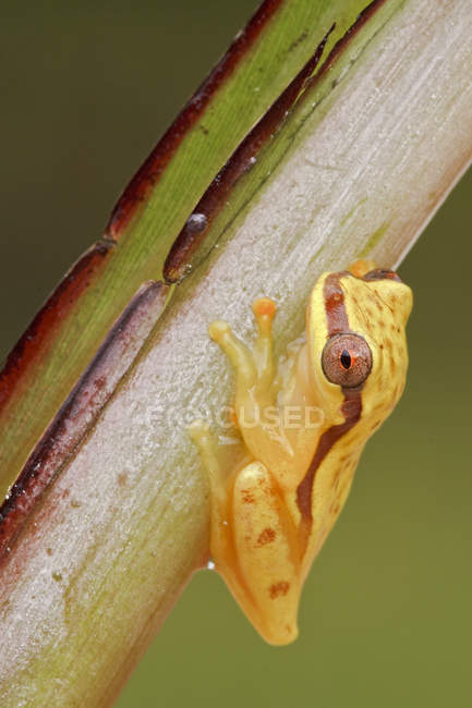 Gelber Frosch thront auf Zweig in Ecuador. — Stockfoto