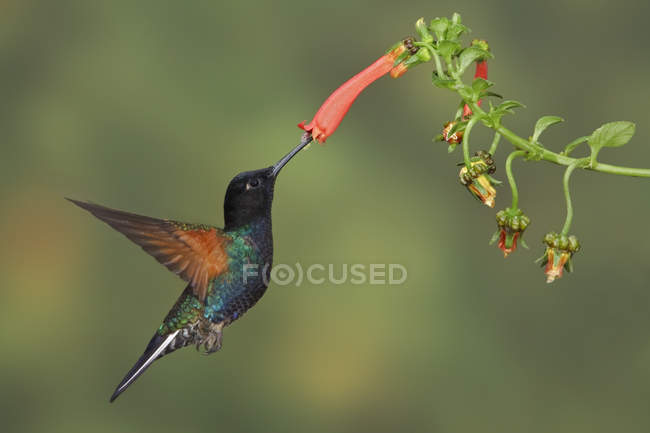 Colibrí coroneta de terciopelo-púrpura alimentándose en flor mientras vuela, de cerca . - foto de stock