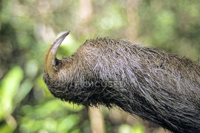 Pinces avant sur paresseux à trois doigts à gorge pâle dans l'habitat naturel du Panama — Photo de stock