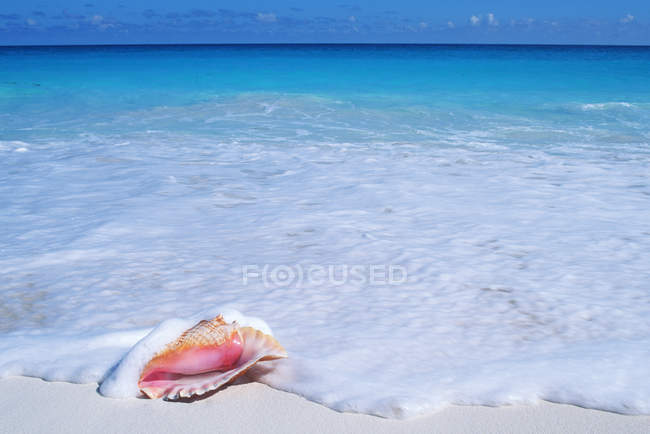 Conch shell on sand of Caribbean beach at Cancun, Yucatan Peninsula, Mexico — Stock Photo