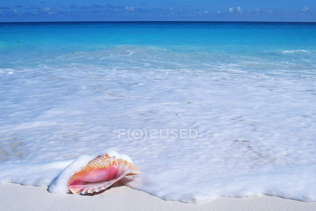 Coquille de conque sur la plage de sable des Caraïbes à Cancun, péninsule du Yucatan, Mexique — Photo de stock