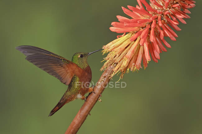 Corona da petto di castagno colibrì appollaiati su ramo e che si nutrono a fiori . — Foto stock