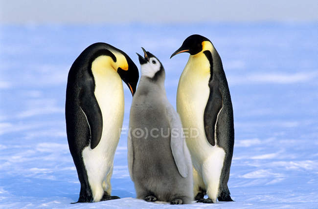 Pinguini imperatore prendersi cura di pulcino, Weddell Sea, Antartide — Foto stock
