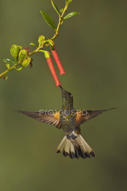Buff-tailed coronet beija-flor alimentando-se de flores durante o voo, close-up . — Fotografia de Stock