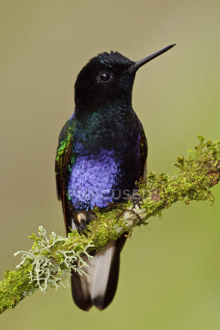 Close-up of velvet-purple coronet perched on tree branch in rainforest. — Stock Photo