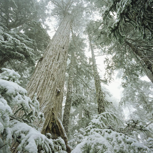 Low angle view of yellow cedars in winter, Caren Range, Sechelt Peninsula, British Columbia, Canada. — Stock Photo