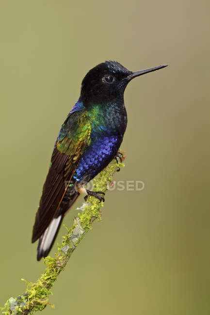 Close-up of velvet-purple coronet perched on tree branch in rainforest. — Stock Photo