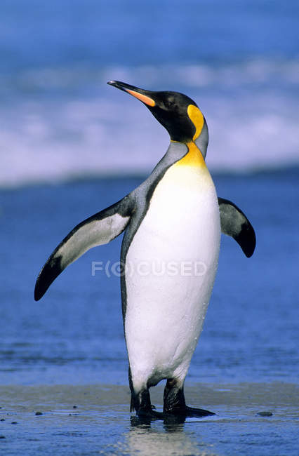 Король пінгвін, стоячи на мокрий берега Солсбері рівнина, на острові Південний Грузії, півдні Атлантичного океану. — стокове фото