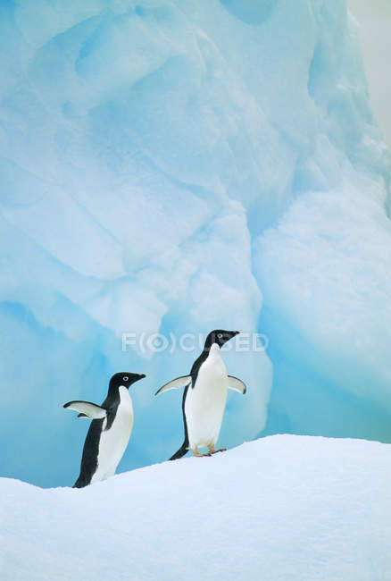 Adelie penguins walking on glacial ice at Antarctic Peninsula — Stock Photo