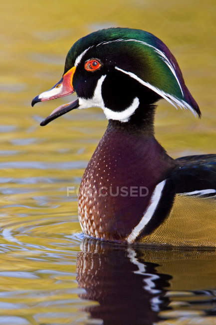 Pato de madeira macho nadando na água da lagoa e chamando, close-up . — Fotografia de Stock